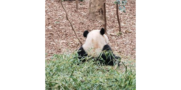 小熊猫蜘蛛池图片大全_小熊猫蜘蛛池图片高清
