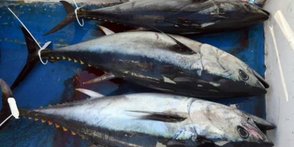 蜘蛛池有用吗_蜘蛛池作用