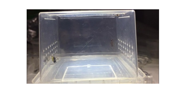 小恐龙蜘蛛池出租