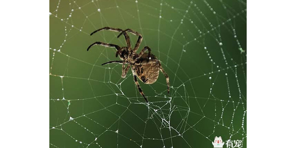 蜘蛛池什么系统好用_蜘蛛池使用教程